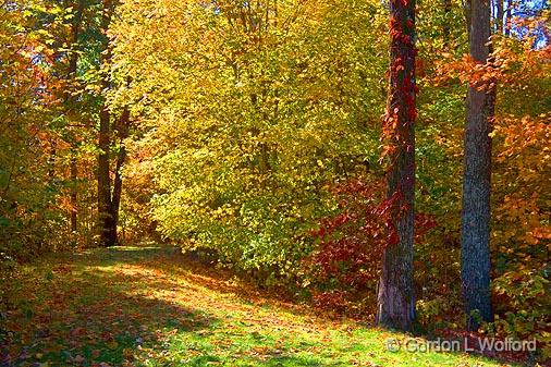 Autumn Trail_24540.jpg - Photographed along the Natchez Trace Parkway in Tennessee, USA.